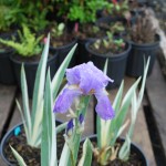 IRIS PALLIDA VARIEGATA Sweet Iris